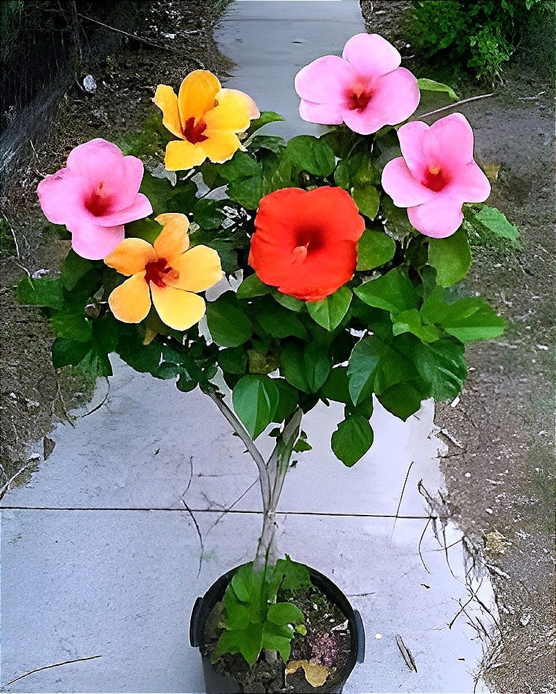 See full amazon price history chart for Hidden Enterprise Most Beautiful1 Helthy Double Petel Malti Hibiscus Flower Plant Tree For Wonderful Home Garden Outdoor & Indoor Flower Plant. Hidden Enterprise Most Beautiful1 Helthy Double Petel Malti Hibiscus Flower Plant Tree For Wonderful Home Garden Outdoor & Indoor Flower Plant. (B0D4M2RHSK) Amazon Price History, Amazon Price Tracker
