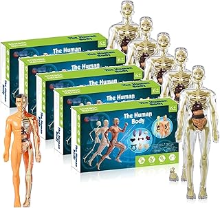 3D Human Body Torso Model for Kid Anatomy Model Skeleton, Human Organ Model Anatomy Doll with Removable Organs, Human Heart, Torso, and Skeleton Models, Medical Torso Human Body Model (Color : Clear
