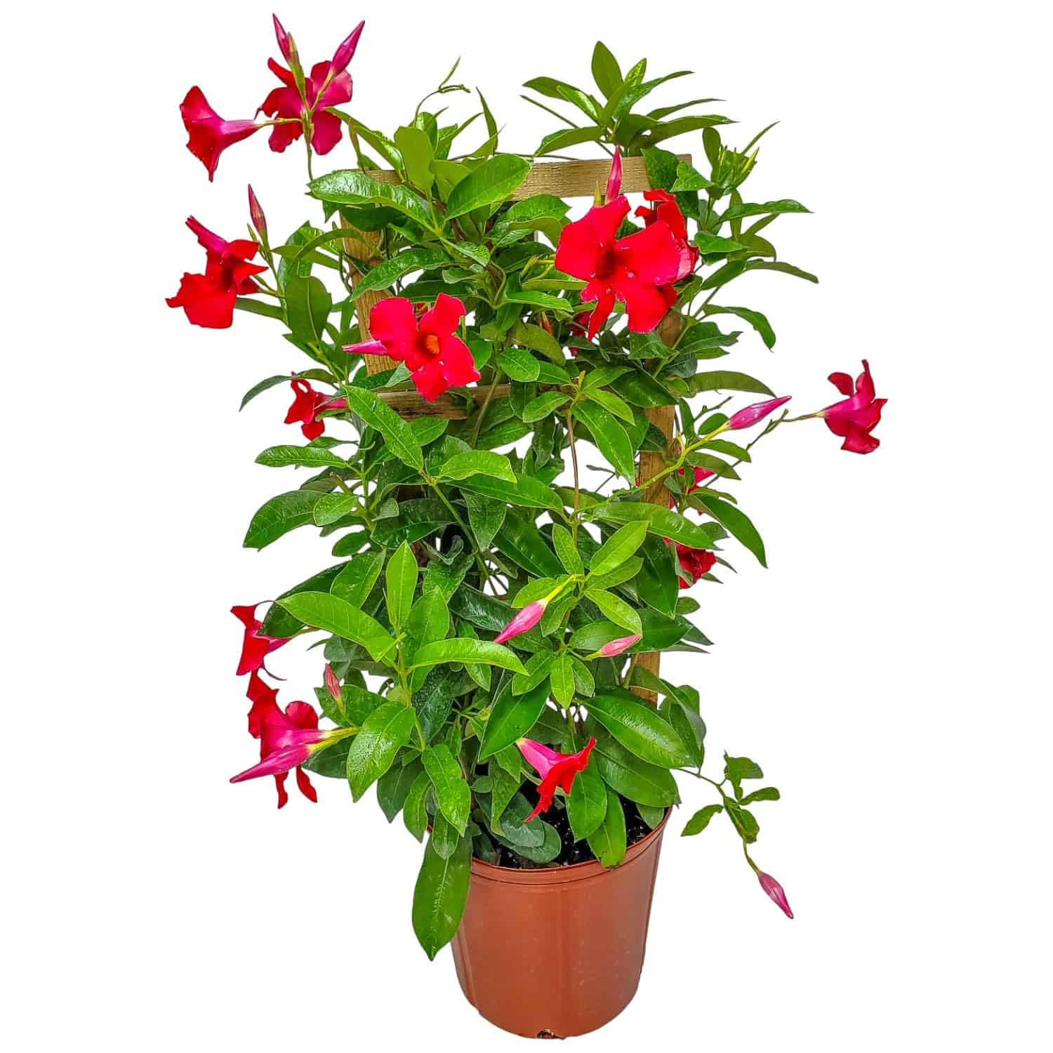 Mandevilla Live Plant Red Giant