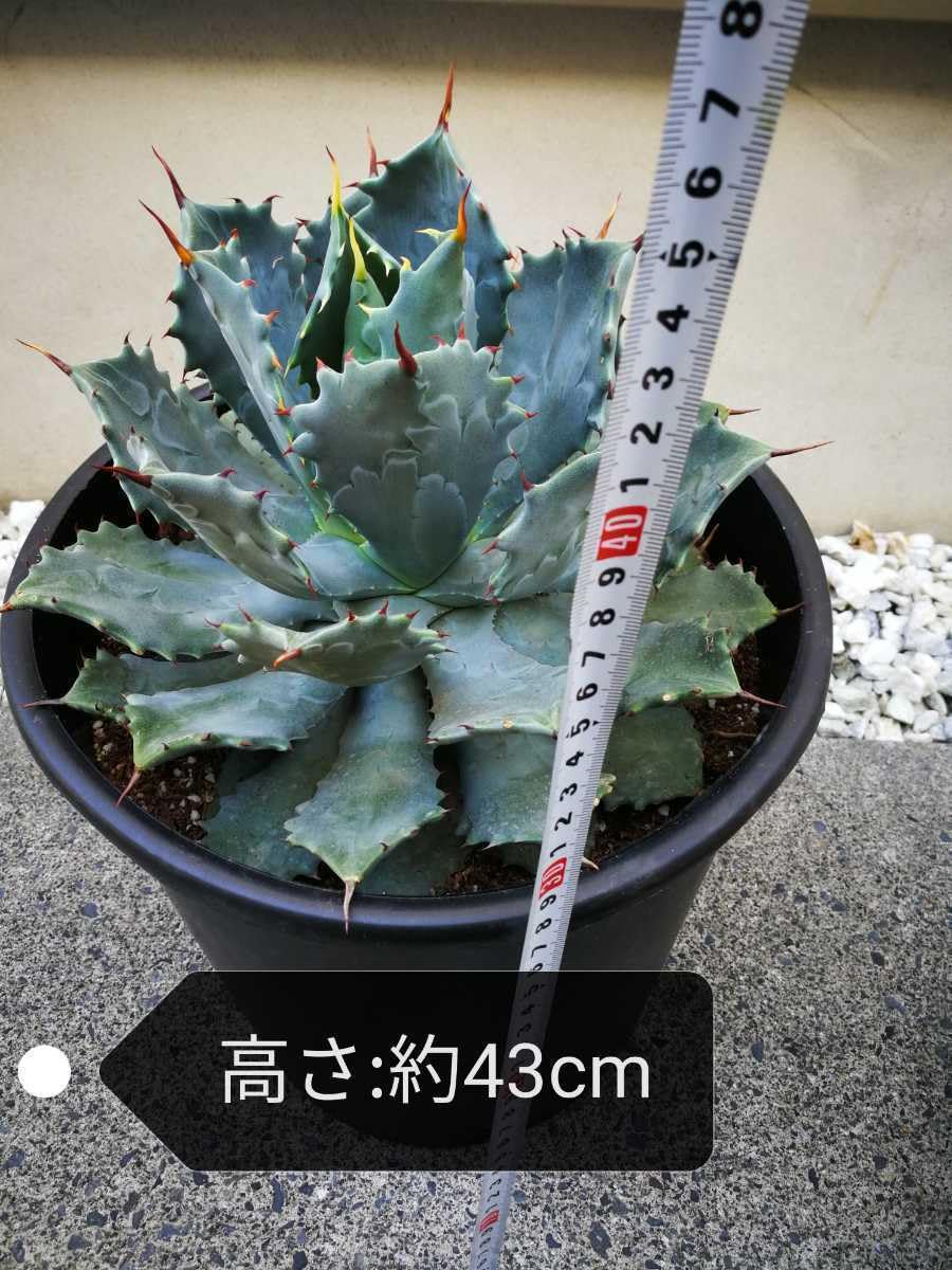 ドラゴンエイト アガベ Dragon (Agave hybrid) eight - ハイブリッド