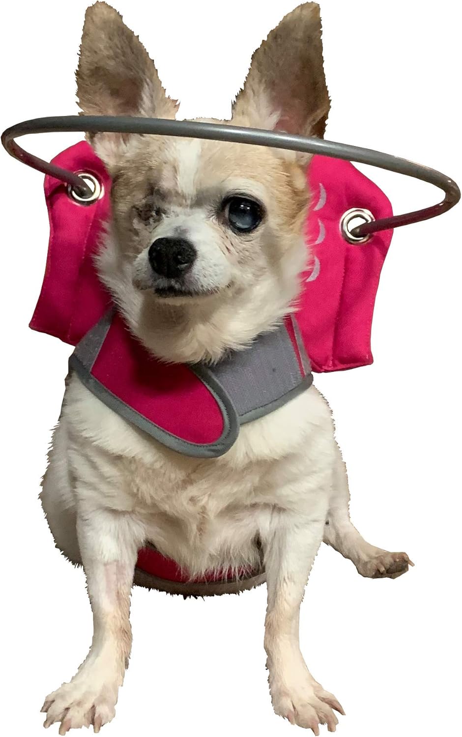 dog halo