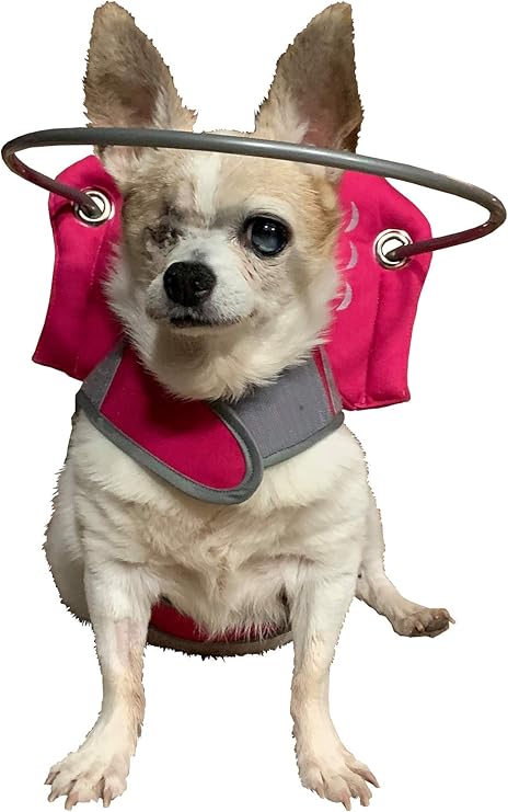 blind dog harness amazon