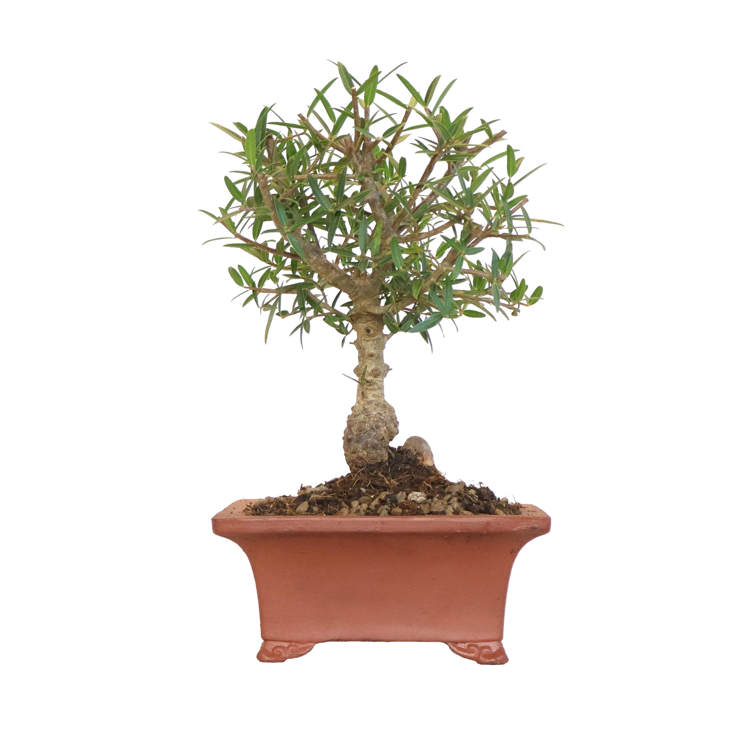 KENTIS - Bonsai di Fillirea - Phillyrea Angustifolia Ilatro Sottile - Bonsai Pianta Vera da Esterno - H 27/37 cm Vaso in Ceramica Ø 21 cm