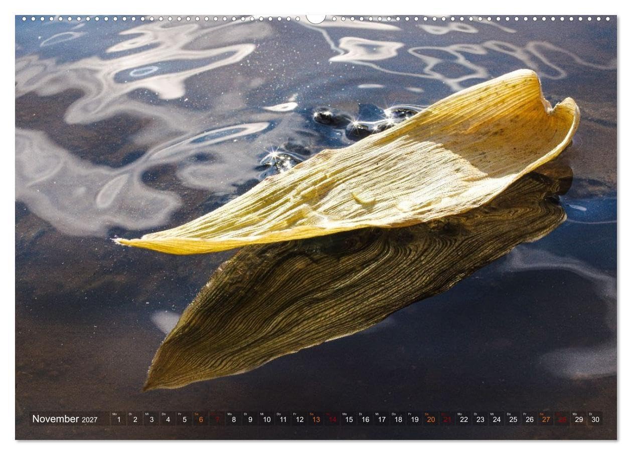 Farbe und Struktur in der Natur (Wandkalender 2027 DIN A2 quer), CALVENDO Monatskalender: Abwechsend farbenfrohe Details aus der Natur (CALVENDO Natur)