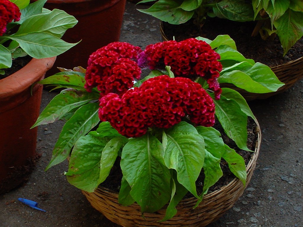 Creative Farmer Flower Seeds : Cockscomb Annual Herb Plant Seeds For All Season Mix Bush Flower Garden [Home Garden Seeds Eco Pack] Plant Seeds (B078R9PZ9Y) Amazon Price History, Amazon Price Tracker