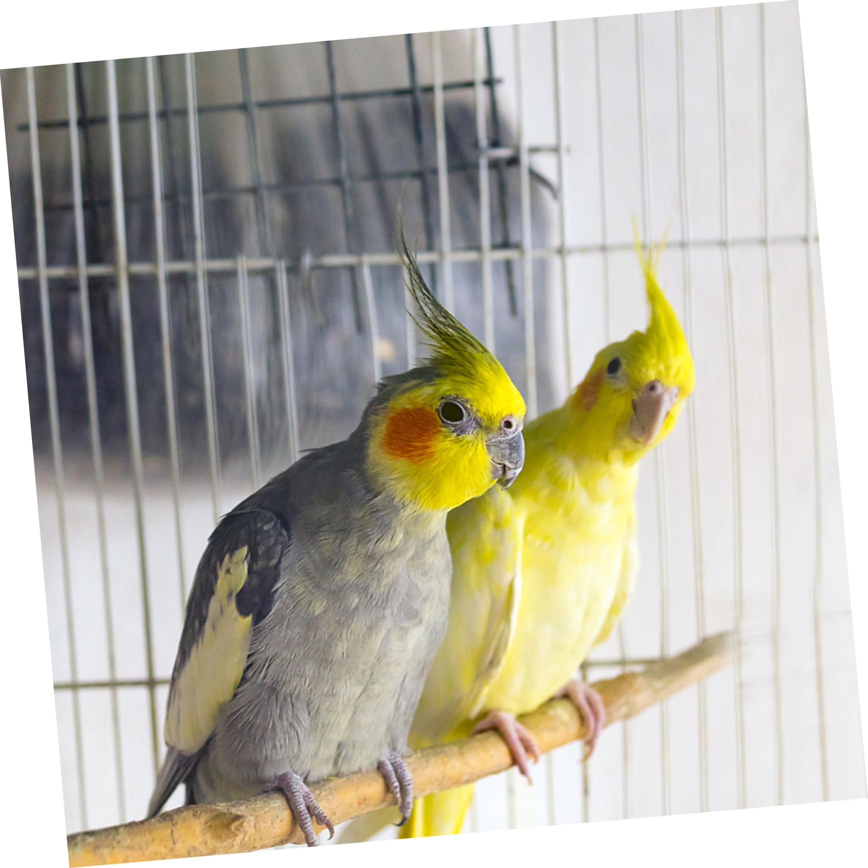 VANZACK 9stücke Vogelspielzeug Kletterstangen Und Krallenreibestangen Für Papageien Zufällige Formen Für Training Und Spielspaß Käfigen