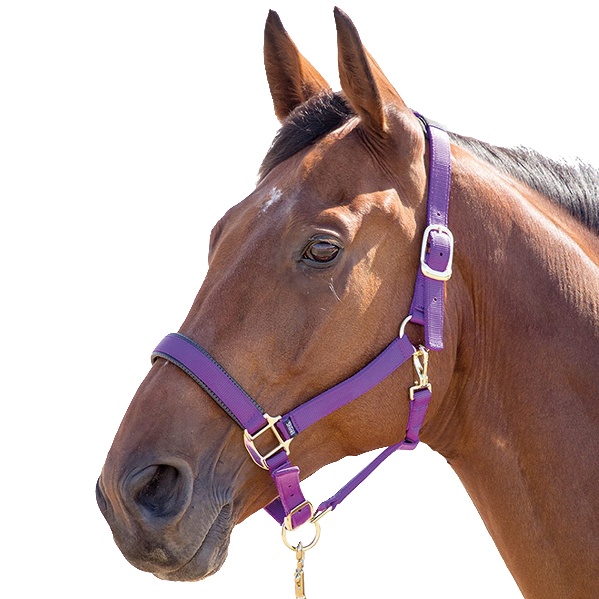 Shires Topaz Nylon Pony/Horse Headcollar - Purple XXS Pony