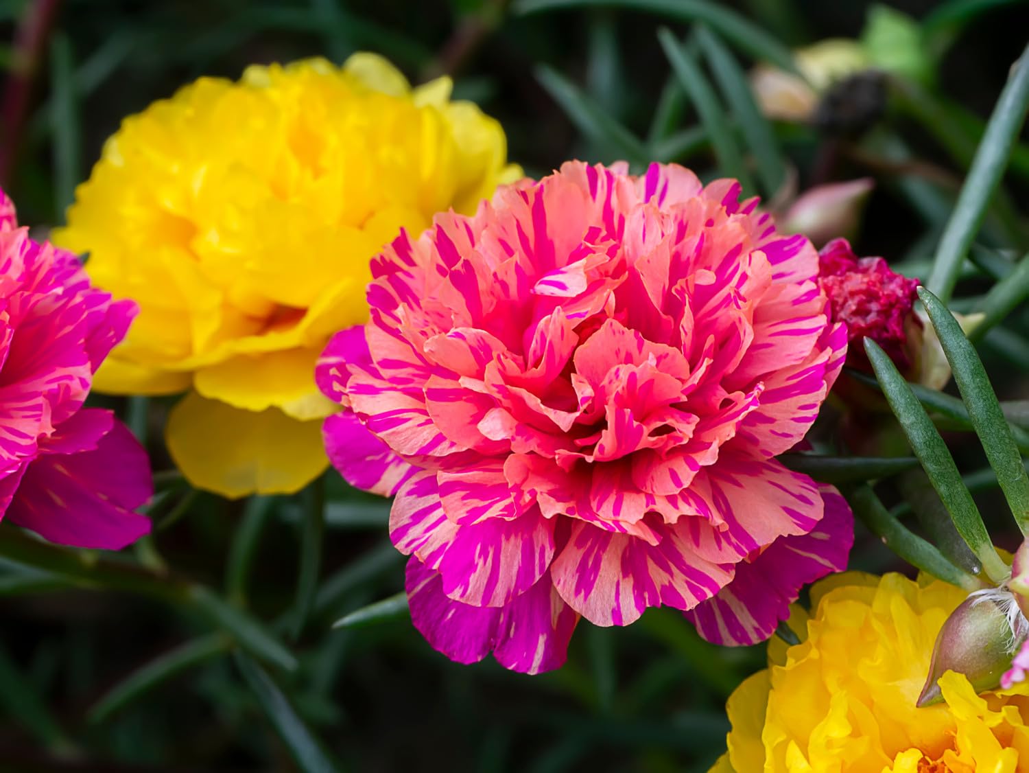 Portulaca Flower Seeds Mix, Fresh Colors for Gardens, Homes, Pink, Yellow, Red, Purple, White, Orange (260 Seeds) (B0D4QVGQBZ) Amazon Price History, Amazon Price Tracker