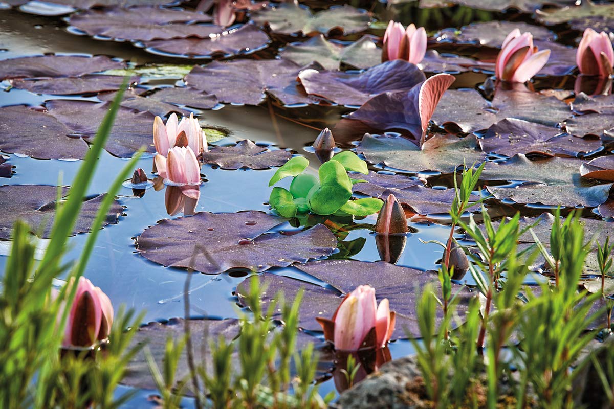 Pontec PondoHyacinth - jacinto de estanque flotante para la superficie del agua / decoración de estanque de plástico resistente a la intemperie, verde