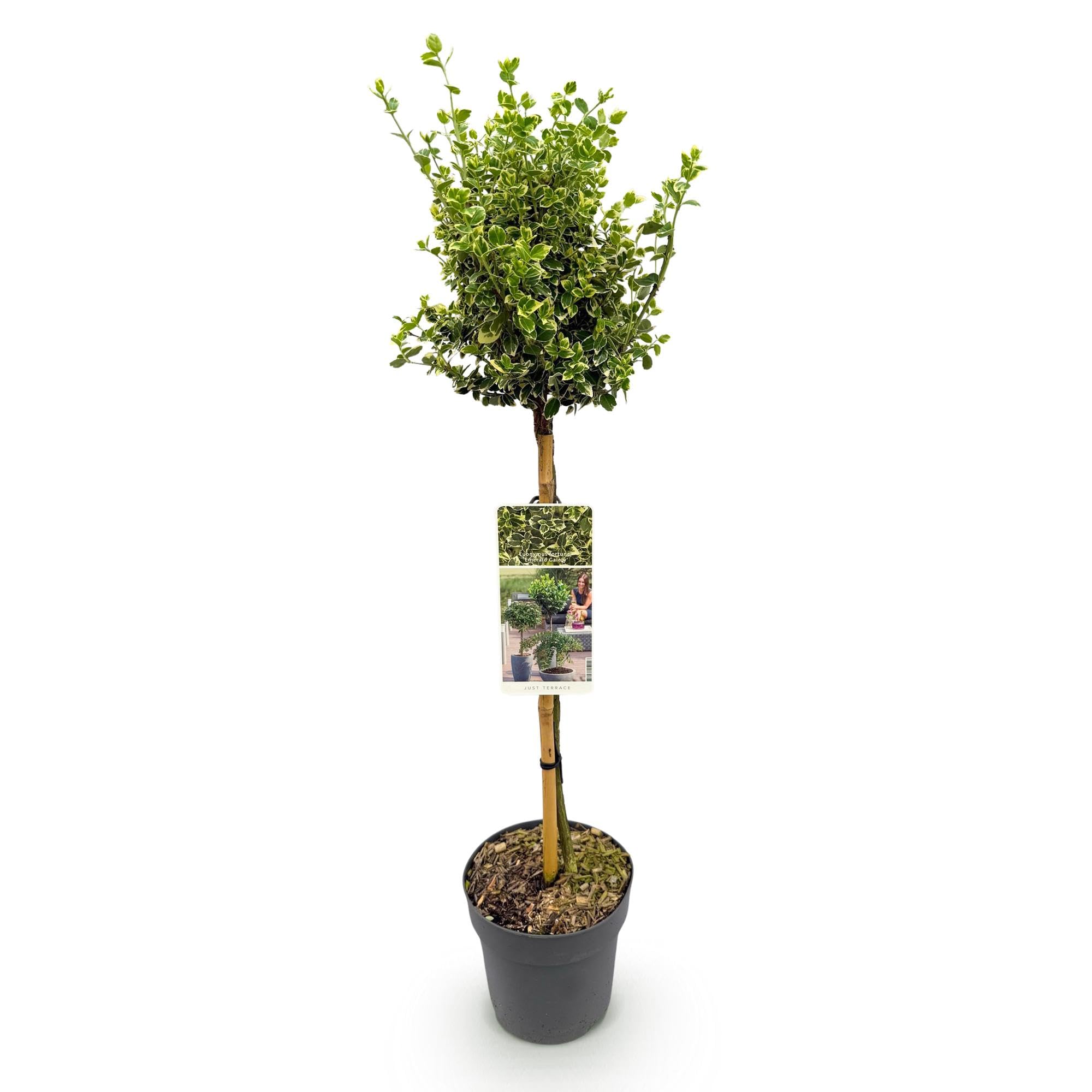 Pianta su Fusto Euonymus, per Terrazzo, Verde-Grigio, Vaso 19cm Alt 90cm