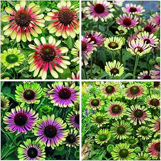 100+ Green Twister Coneflower Flower Seeds for Planting Outdoor-Rare Echinacea Purpurea 'Green Twister' Flower Plant Seeds for Garden Home Deer Resistant Non-GMO