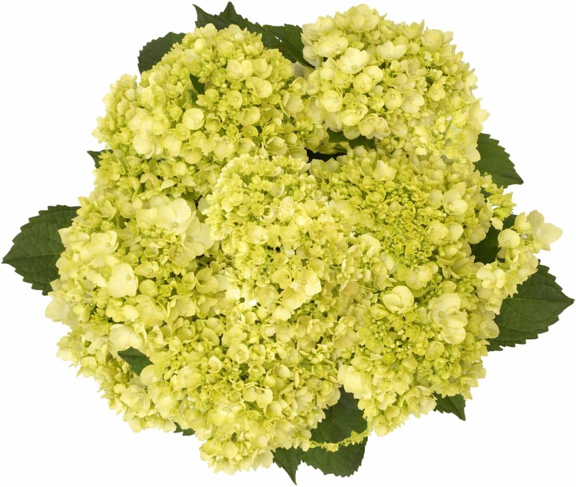 GlobalRose 15 Green Mini Hydrangeas – Responsibly Sourced White Flowers – Hand-Picked Flowers Fresh Bouquet for Graduation, Anniversary, Birthday & Special Occasions
