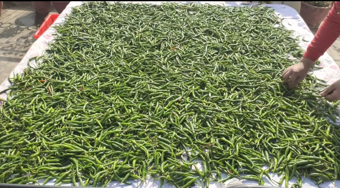 JAYANI Homemade Spicy Green Chili Pickle | Hari Mirch ka teekha Achaar cutting. Handmade pickle/Hot, Tangy, Sour, & Spicy/North indian style/sun dried/pure mustard oil/ hygenically packed in foodgrade jar/ Rich in antioxidants improve digesion.380GM) 1