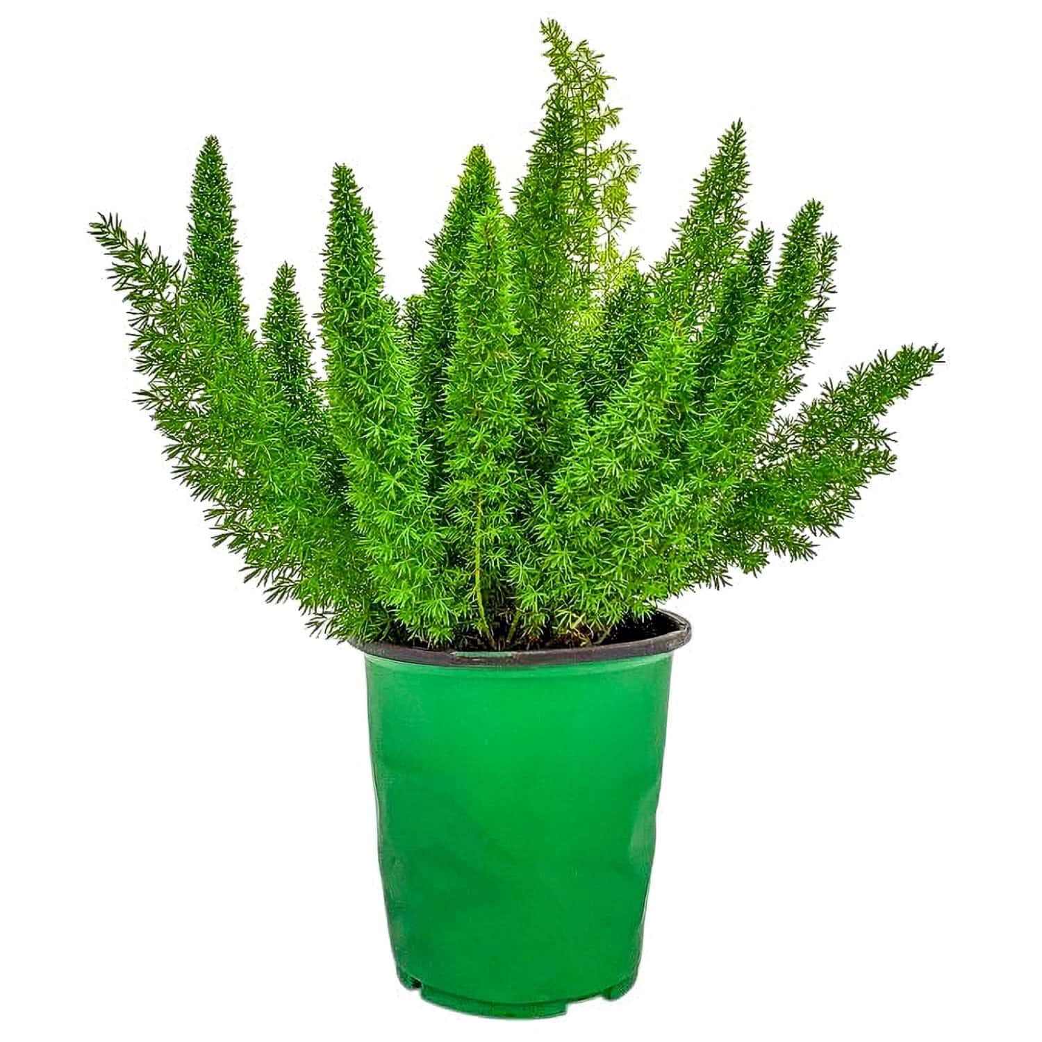 Foxtail Fern