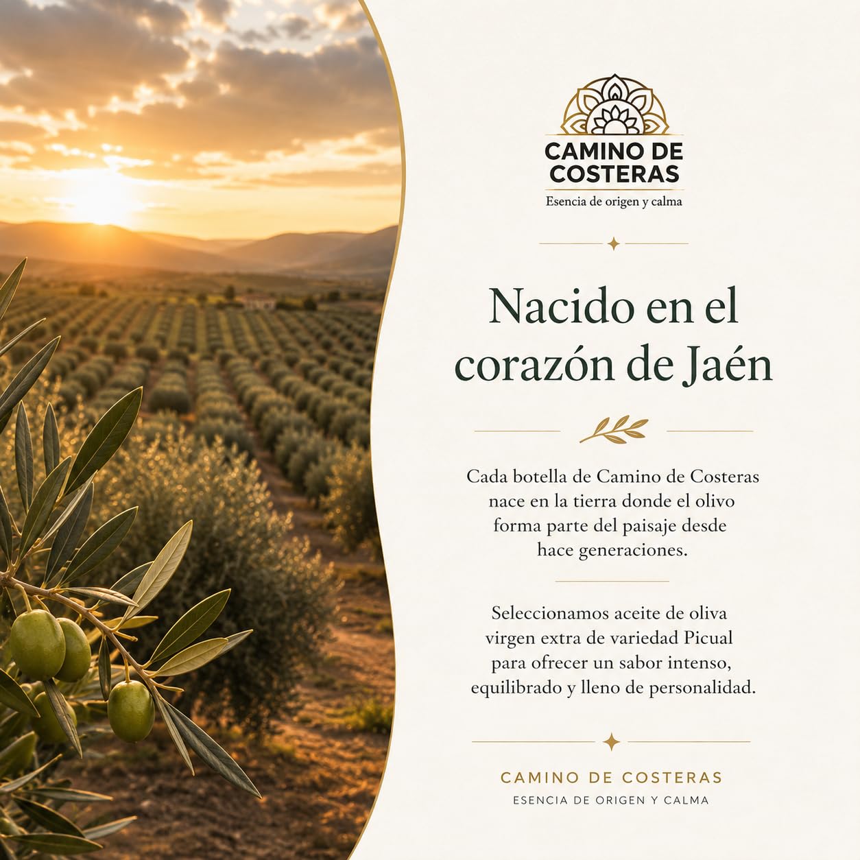 Pack 2 Aceites de Oliva Virgen Extra 500 ml | Camino de Costeras