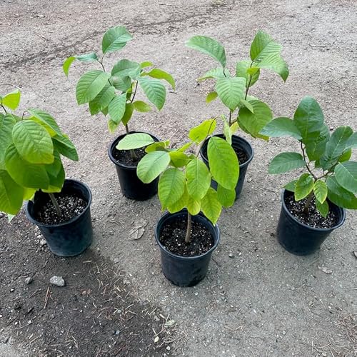 Cherimoya Sugar Apple Tree Live Plant, 2-3 Ft in One Gallon Pot, 2 Years Old Tree Annona Squamosa Soursop Like, Outdoor Spring Tropical Fruit Planting - Thumbnail 4