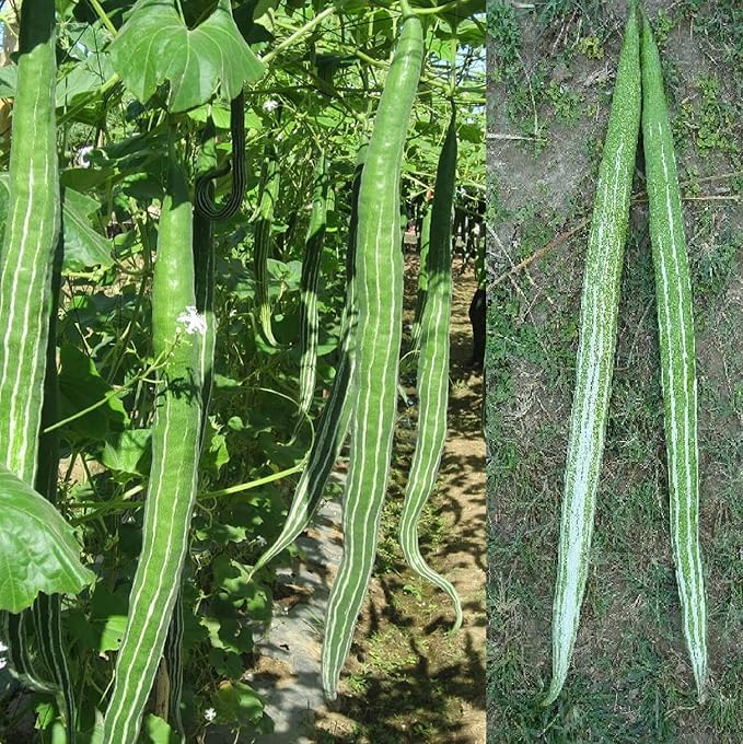 Snake Gourd/Chicinga Seeds for Planting - High Germination Rate | 27 per pack-image-49