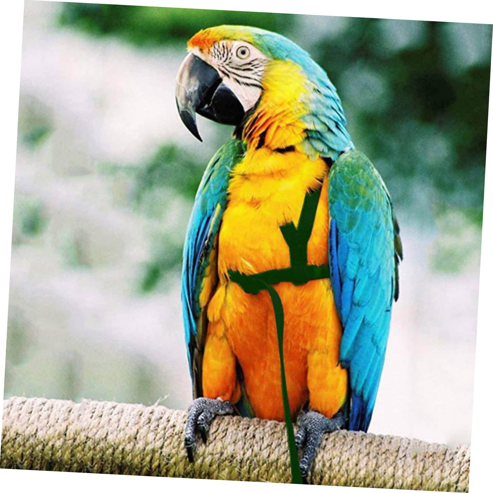 Toddmomy 3Pcs Adjustable Bird Harness Bird Fly Training Leash for Parrots Loss Provides Easy Off Durable Design
