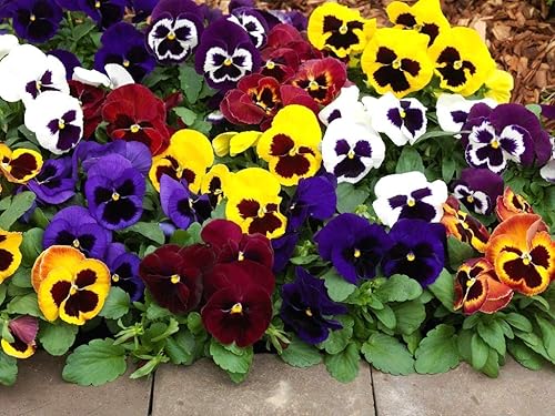 Miniatura 2 de Viola Tricolor Seed Mix Viola Tricolor Wild Pansy Sweet Violets Johnny-Jump-Up Garden Pansy Jacea Tricolor 40+ Semillas para plantar flores