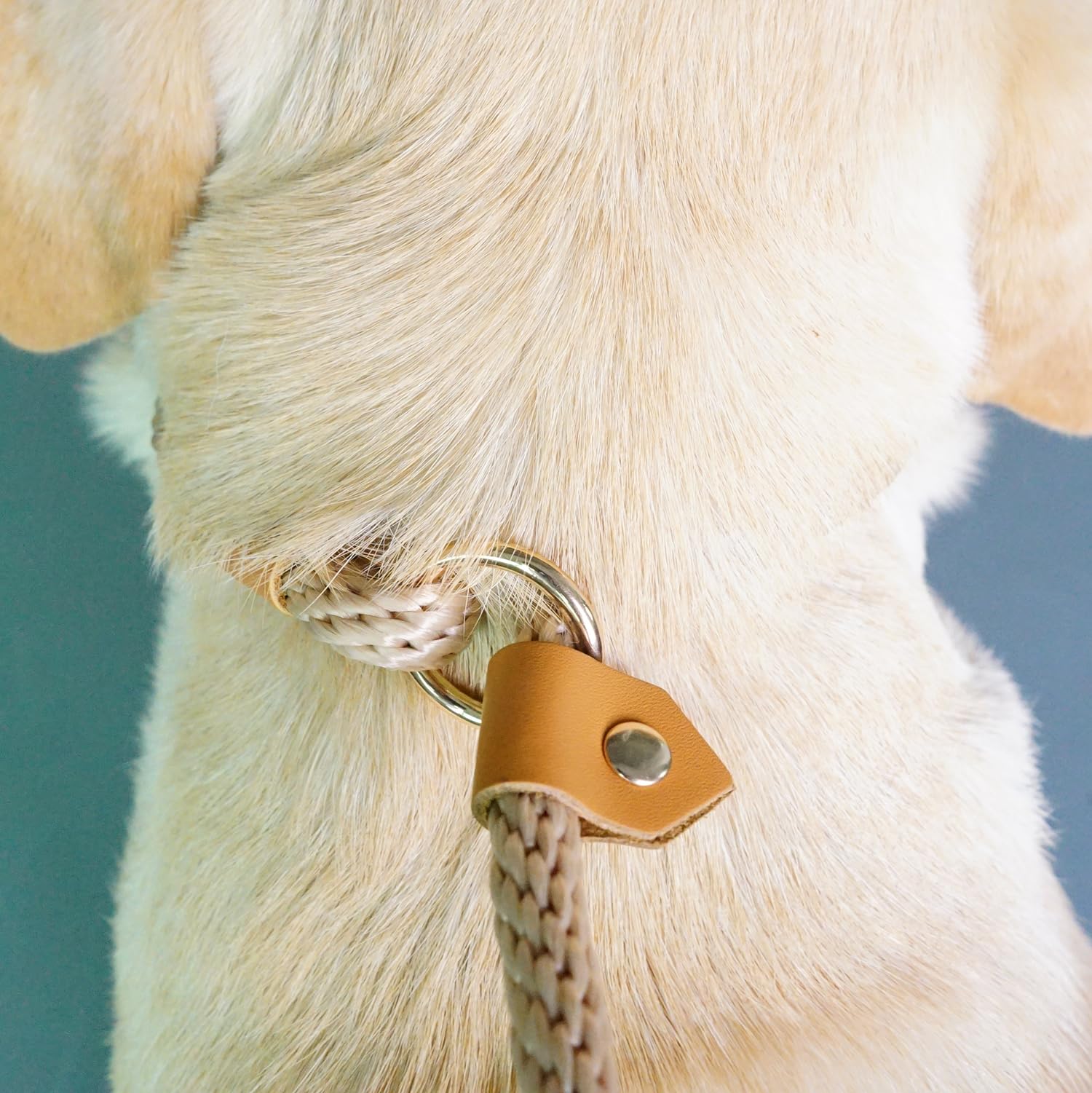 Amazon.com : Slip Leads for Dogs 6FT, Checkcord Rope Slip Leash
