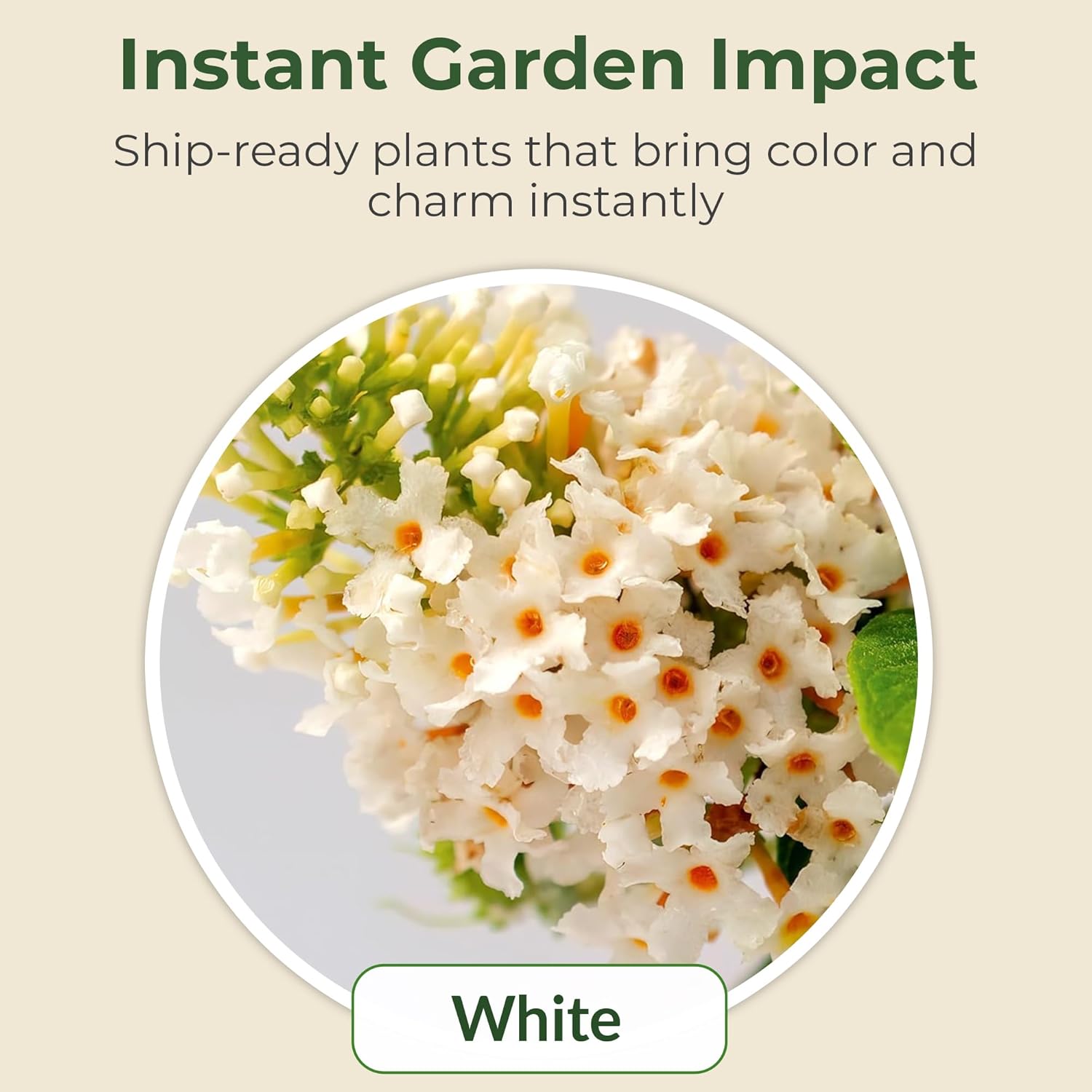 Bloomables Dwarf Dapper Buddleia Butterfly Bush - White Flowers in 3.25" Grower Container - Grows Upto 3-4’ x 3-4’ - Drought Tolerant Flowering Shrubs to Attract Pollinators (3 Piece)