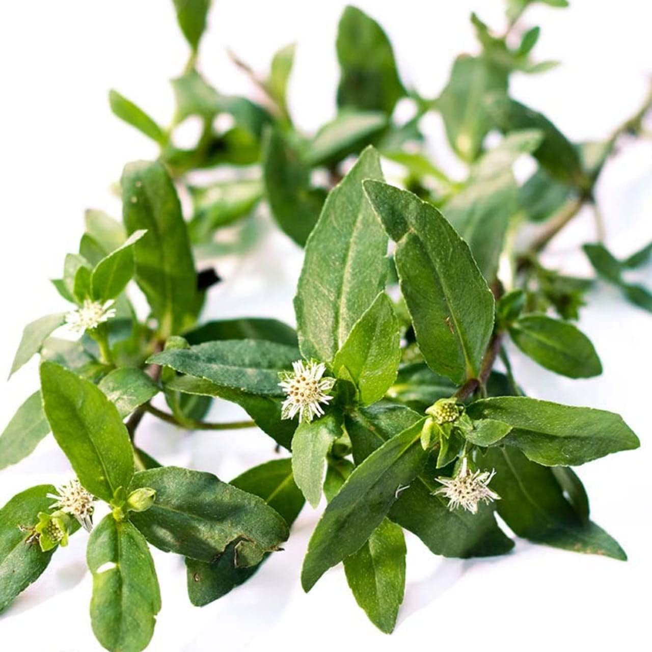 SEEDTREES Bhringraj Live Plant Eclipta Prostrata Alba False Daisy Plant (Bhringraj Plant, White) (B0CWH9JMN3) Amazon Price History, Amazon Price Tracker
