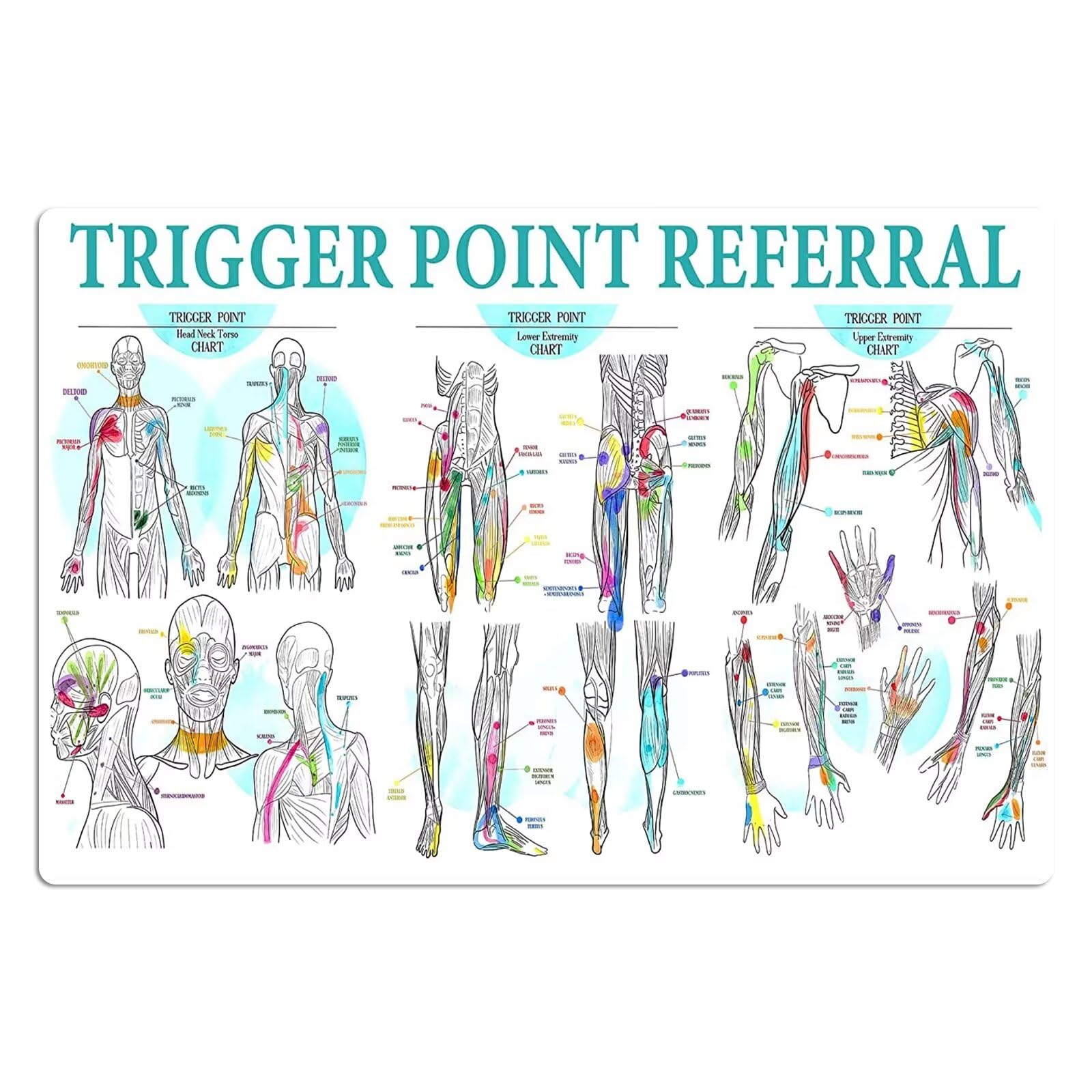 rayprint Massage Therapist Knowledge Metal Tin Signs Trigger Point Referral Posters Massage Room Teaching Plaque Decorations Home Room Club Wall Decor 12x16 Inches