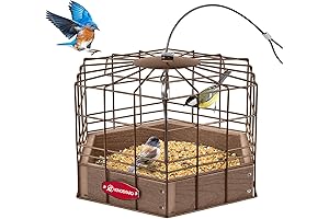 Kingsyard Sneak a Peak Squirrel-Proof Bird Feeder