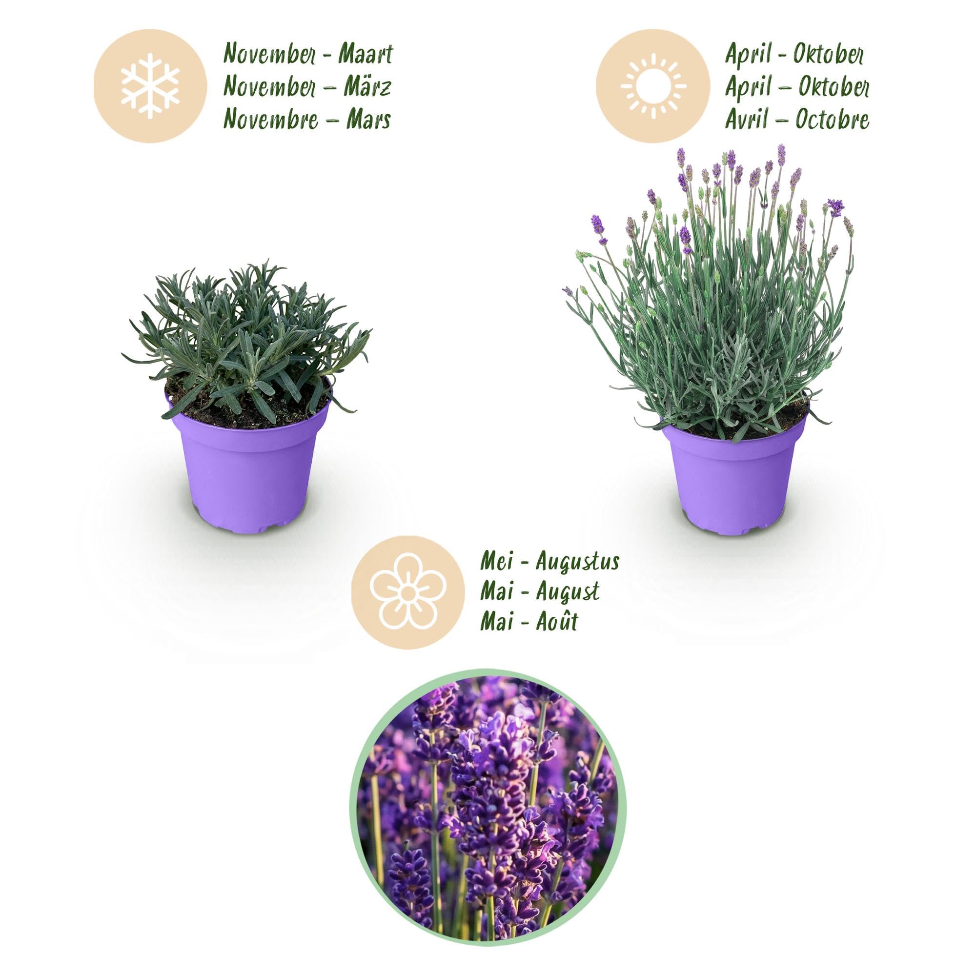 Piante di Lavanda Munstead da Giardino, Viola, Set da 9 Piante, Vaso 12cm