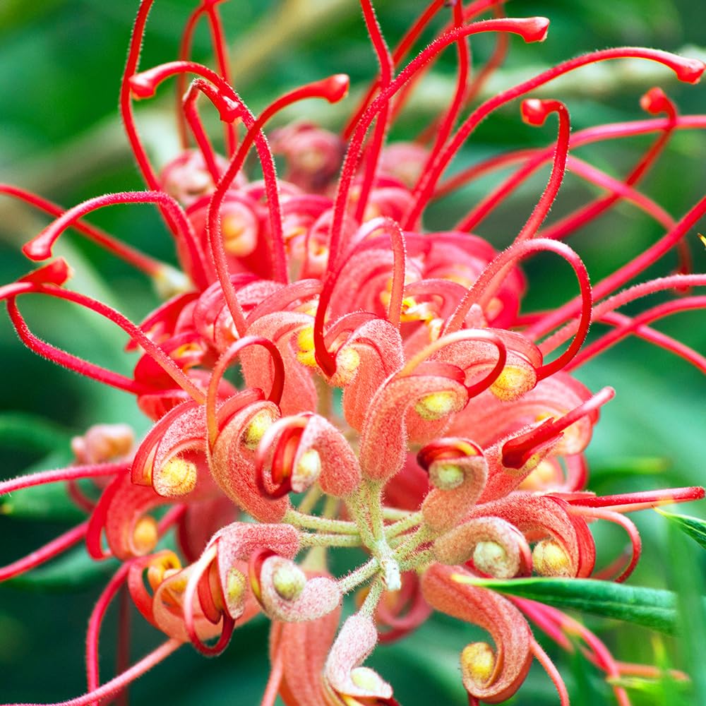 Amazon.co.jp: ITANSE グレビレア プーリンダクイーン 5号