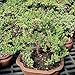 Brussel's Bonsai DT7079GMJ, Green Outdoor Bonsai Tree, Mound Juniper, MEDIUM
