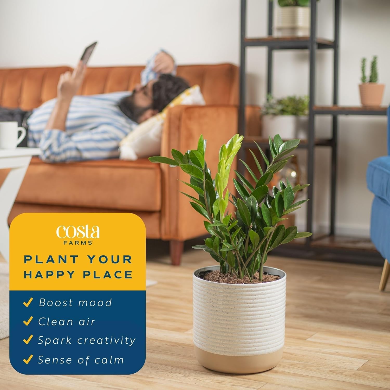Amazon.com: Costa Farms ZZ Plant, Live Indoor Houseplant in