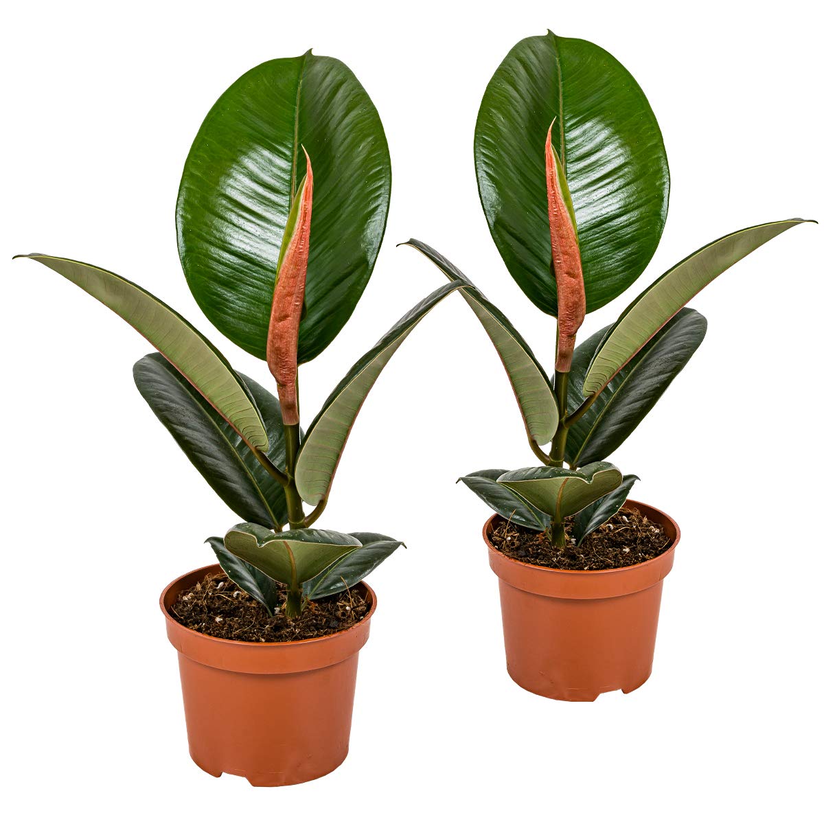 Bloomique - Lot de 2 - Ficus Elastica Robusta - Caoutchouc - Plante d'intérieur - Dépolluante - Très Facile à Entretenir - Hauteur 30-​40 cm - Pot 12 cm