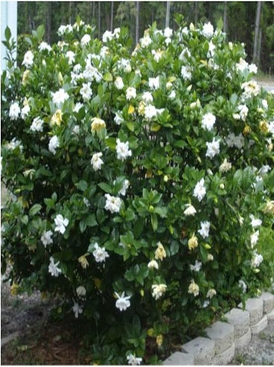 Gardenbox Gardenya Çiçeği Saksılı, 30-50cm, Beyaz, 1 Adet