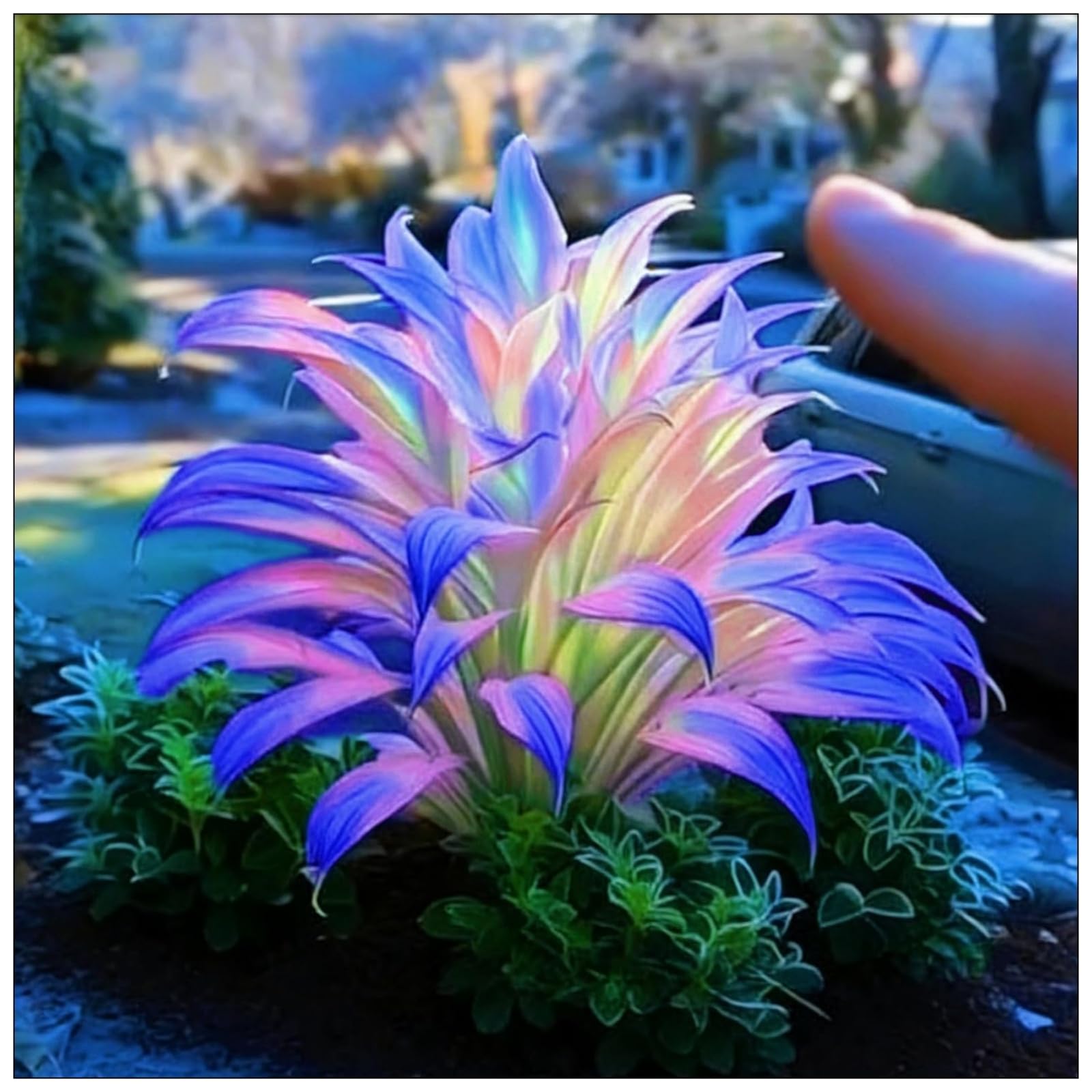 Hardy,Beautiful Hosta Bulbs,Giant Flower, Perennial, Professional for Brilliant Garden Displays-6 Bulbs-I