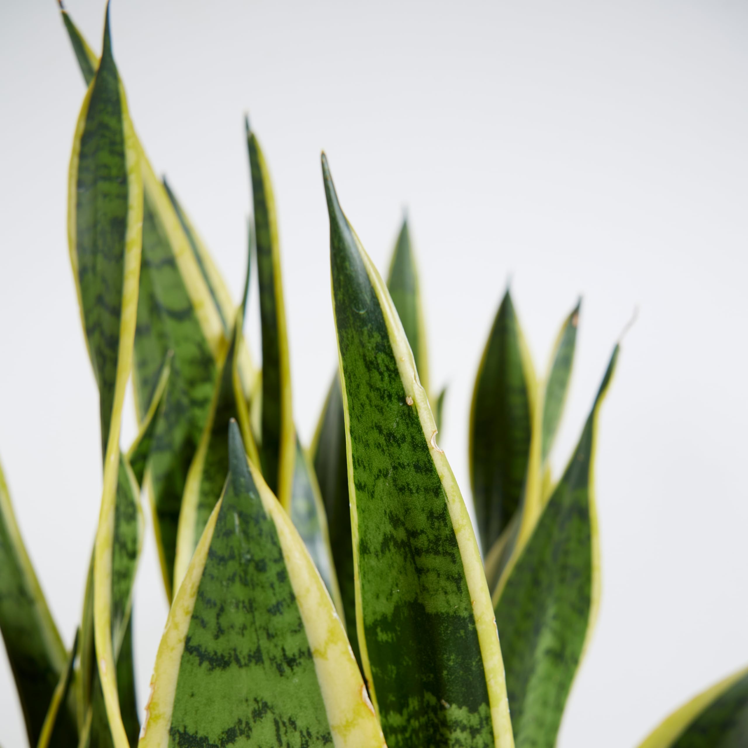 Bloomique - Sansevieria Laurentii - Bogenhanf - Sukkulenten - Zimmerpflanzen Groß - Sehr Pflegeleicht - Höhe 80-100 cm - Topf 21 cm