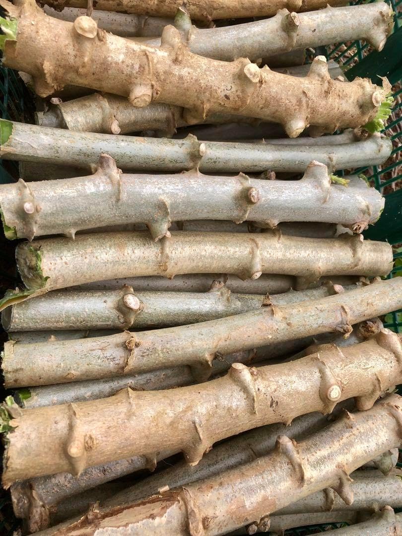 キャッサバ太め苗木 埋め木 30本 食味最高峰ゴールデン種 稼げる