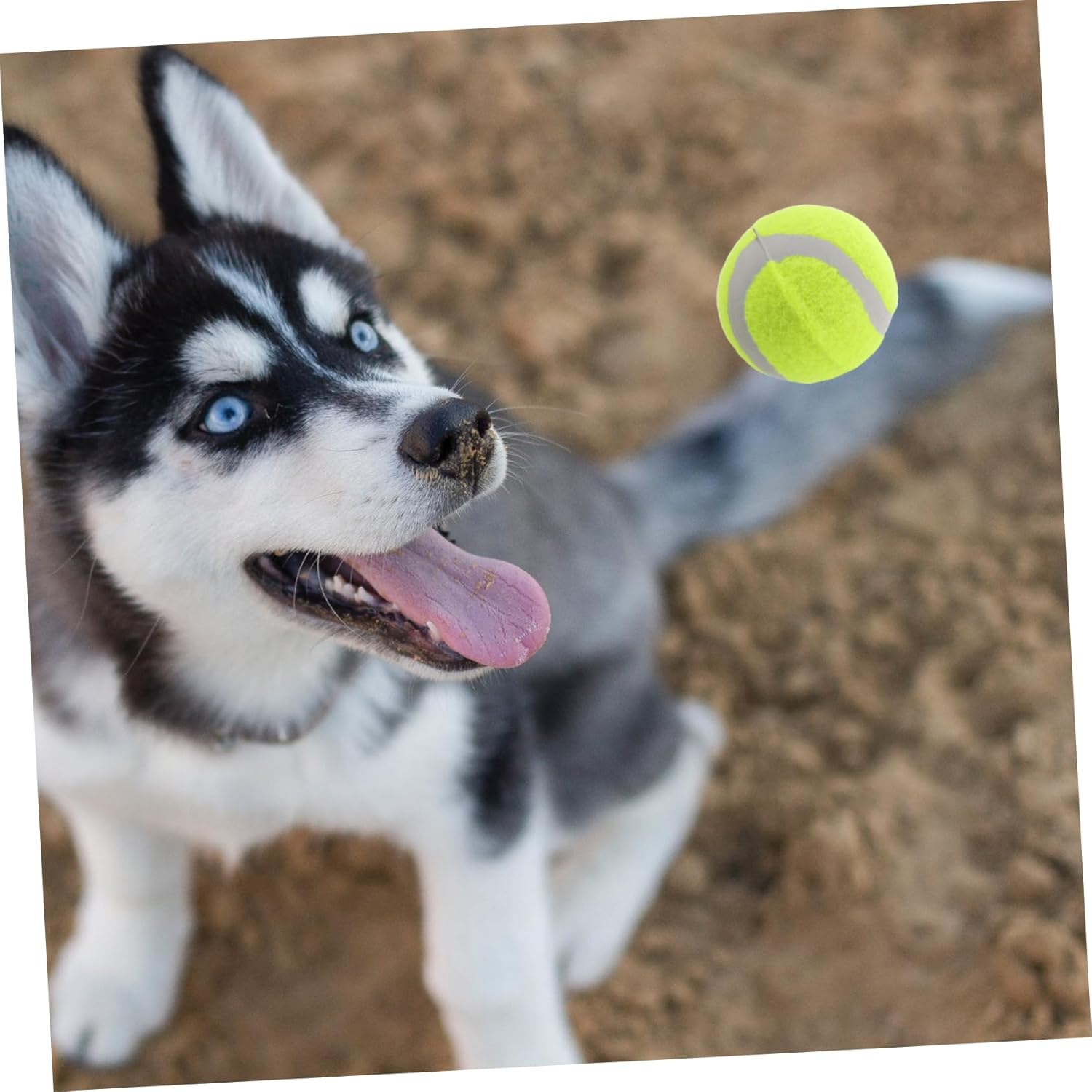 Toyvian 22pcs Dog Tennis Rubber Interactive for Small Medium Large Dogs Chew-Resistant Pet Toys for Agility Training Outdoor Fun