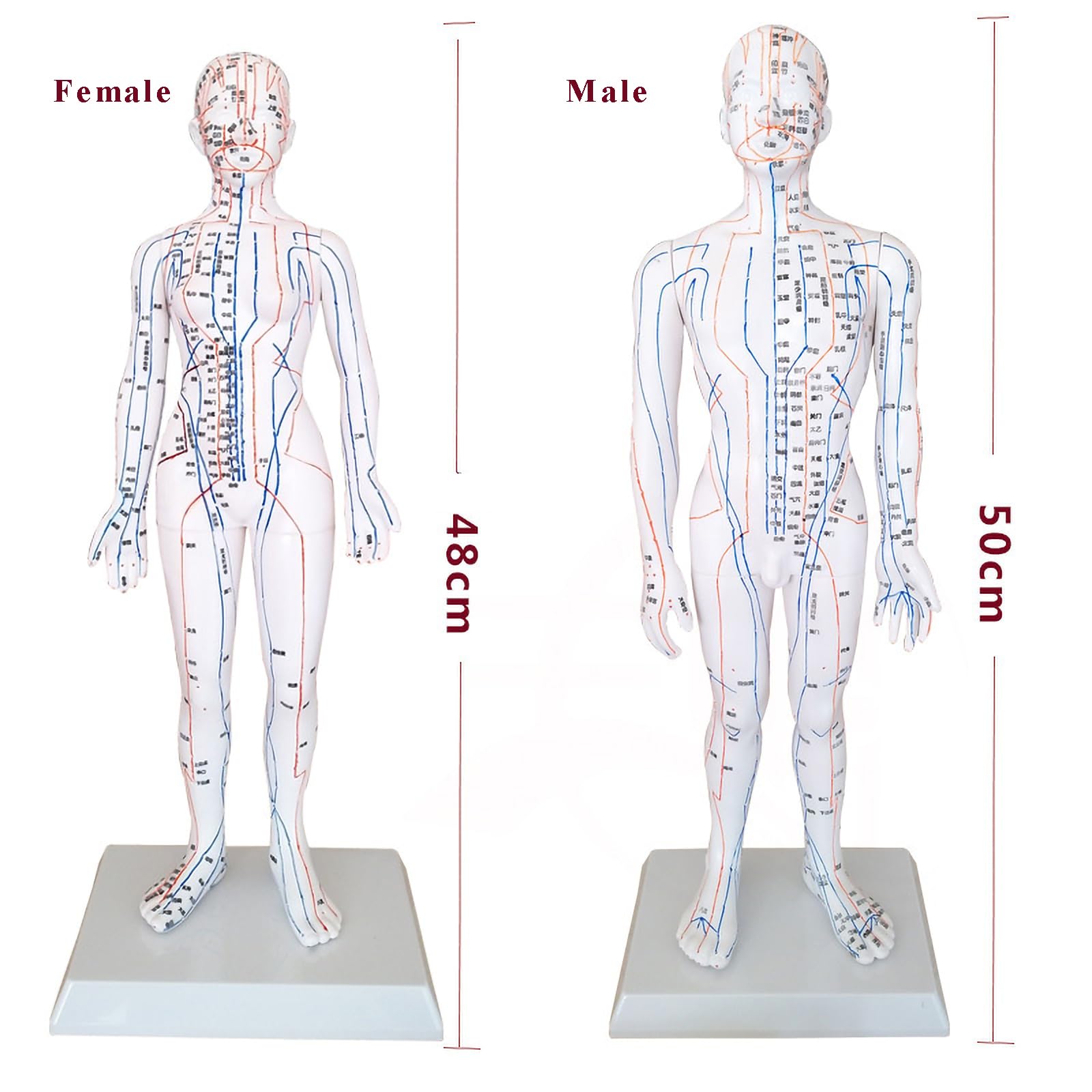 Modèle de point d'acupuncture méridien du corps humain, modèle de point d'acupuncture pour hommes chinois blancs, modèle de point d'acupuncture chinois, modèle d'acupuncture de point de pression