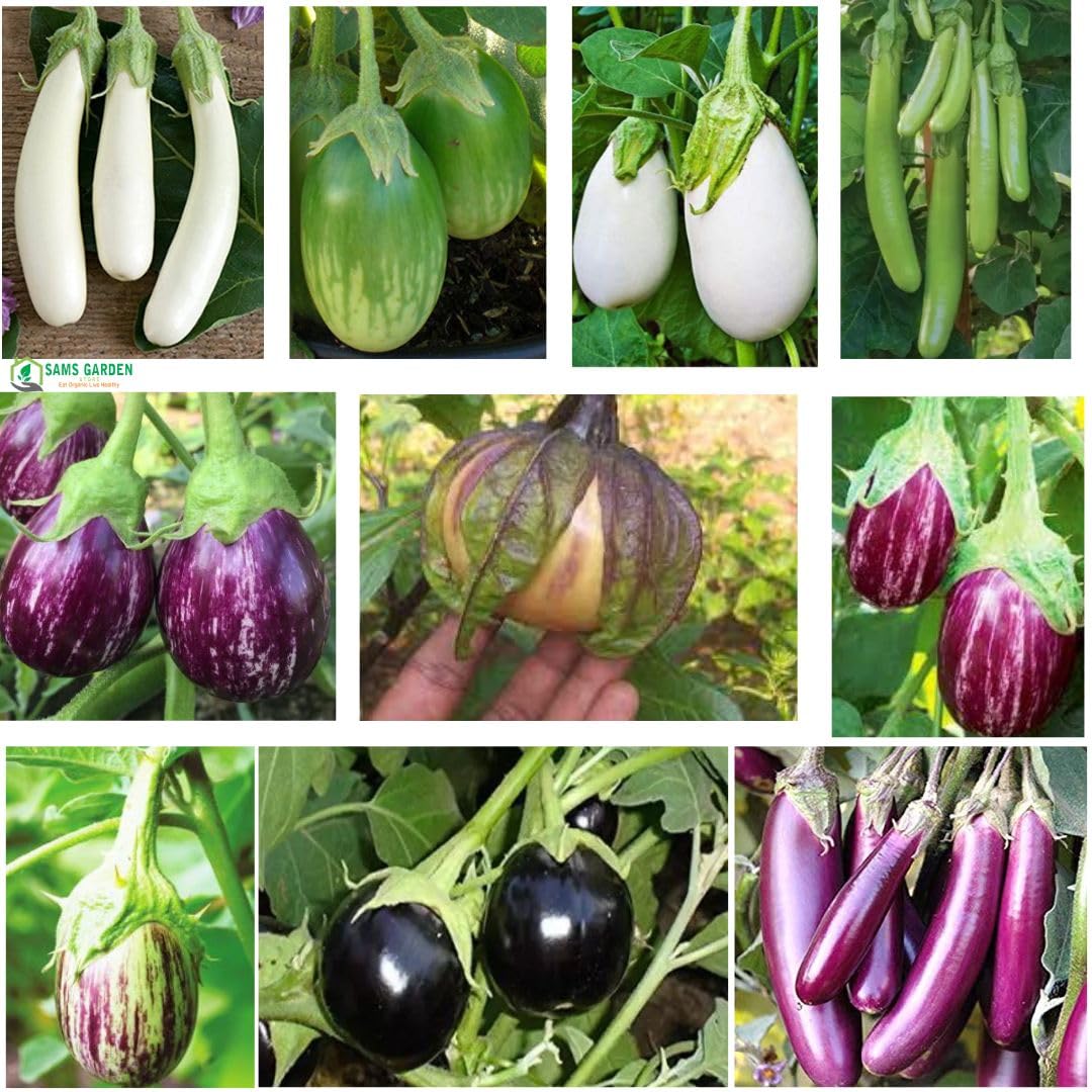 Sams Garden Store 9 Types of Brinjal Seeds for Home Garden, Easy Growing Organic Seeds for Nutritious, Delicious & Fresh Vegetables, Brinjal Seeds Non-Hybrid All-Season, 1500 Seeds (B09VPYJQH5) Amazon Price History, Amazon Price Tracker