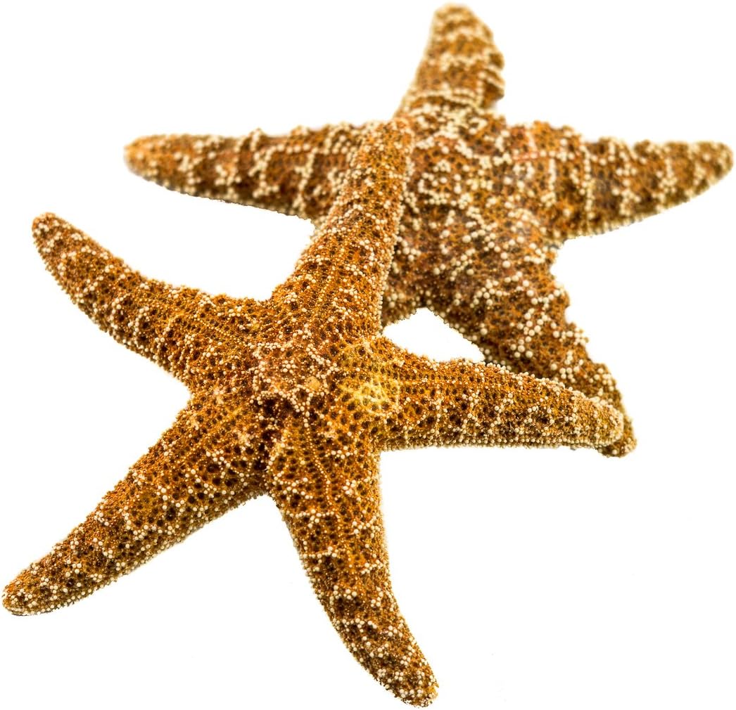 Nautical Crush Trading Real Starfish Decor- 2 Large Brown Sugar Star Fish (7-8in) - Starfish for Crafts - Star Fish Shells Decorations