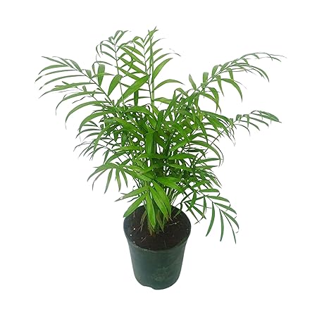 Natural Air Purifier Bamboo Palm - Improve Indoor Air Quality with Elegant Greenery