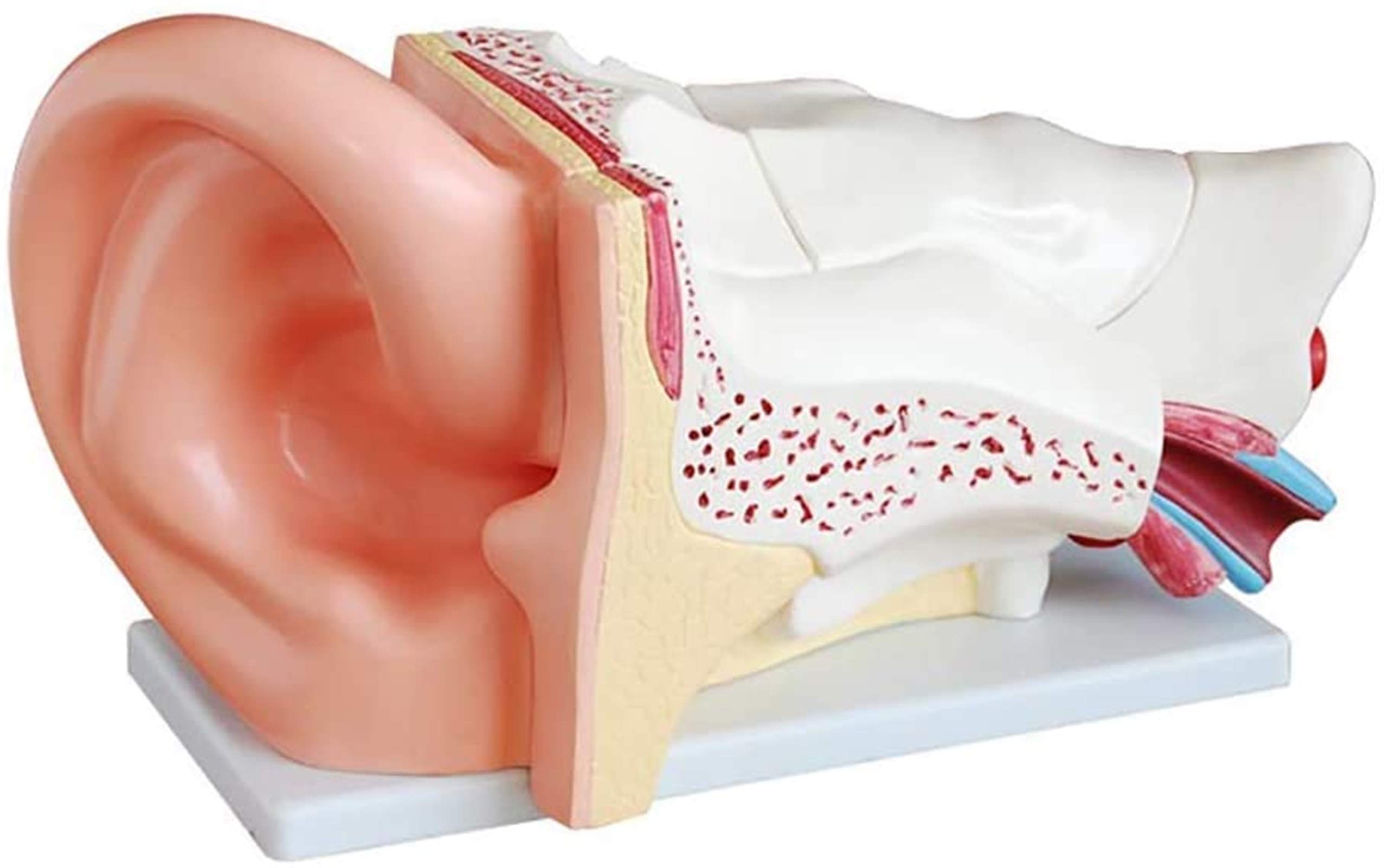 Large Ear Model