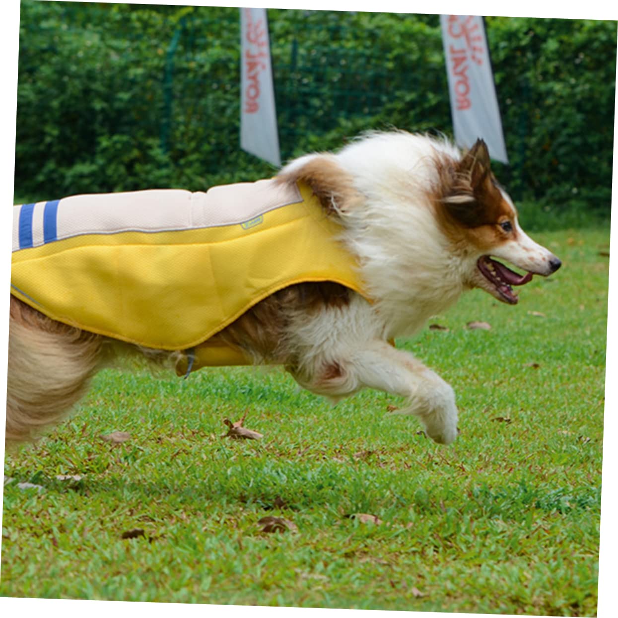 Gilet Respirant pour Chien, Refroidissant et Pratique, XL Jaune