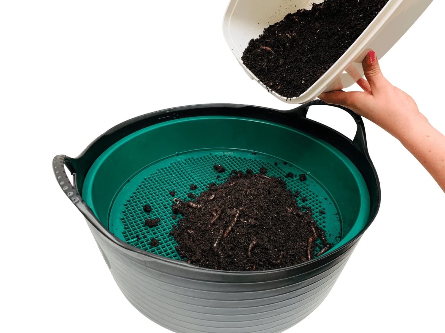 XXL Wurmzucht - mit 1 kg großen (ca. 630 St.) für eigenen Zuchtbehälter (ohne Zuchtbox) Angelwürmer, Futterwürmer, Regenwürmer, Dendrobena, Würmer, Riesenrotwürmer, Angelköder, Lebendköder, Wurmfarm