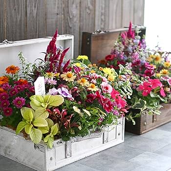 豪華❣️そのまま飾れる寄せ植え❣️オーダー品＊ オーダー承ります 多肉植物寄せ植え そのまま飾れる - メルカリ