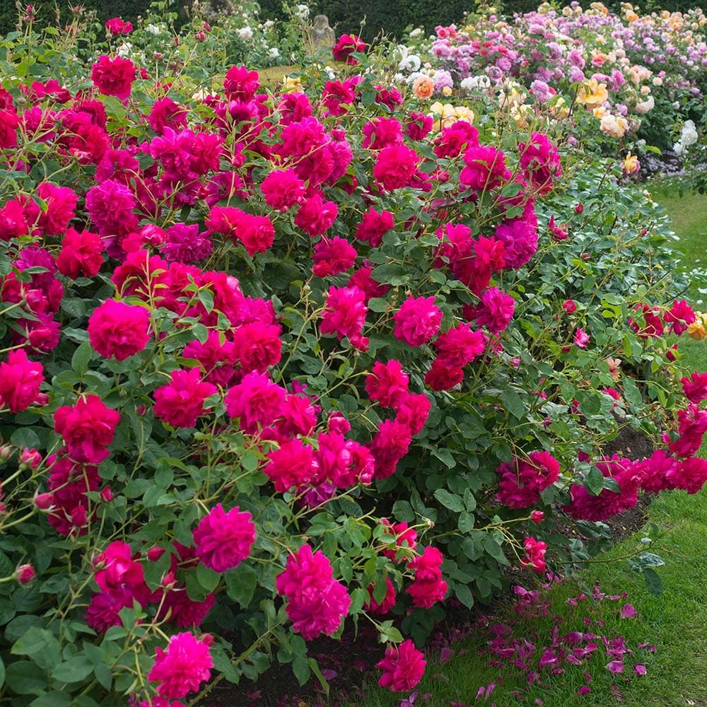 Heirloom Roses David Austin English Rose - Thomas à Becket® David Austin Red Rose For Outdoor Gardening