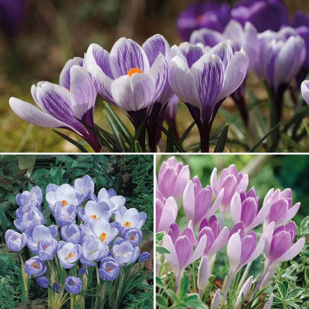 Crocus Bicolour Collection 20 Hardy Flowering Bulbs, Ideal Patio by T&M