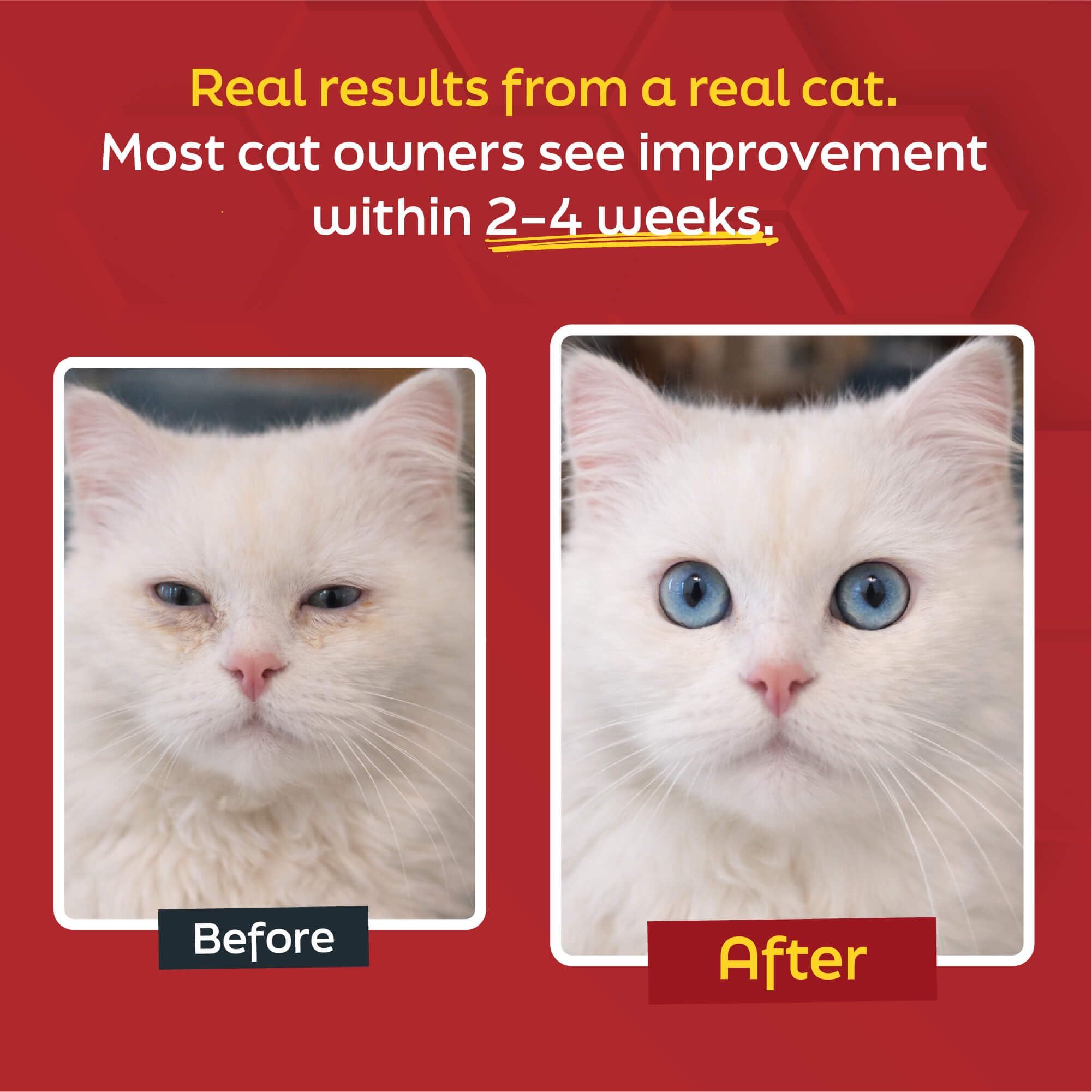 L-Lysine for Cats and Kittens, 900 mg Powder — Amazon image 4
