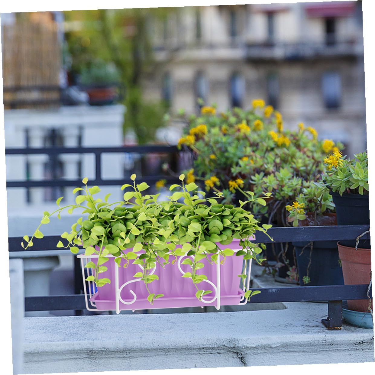 Rectangular Hanging Window Box Planter for Vegetables and Succulents with Violet Pot, White Metal Frame, and Saucer, Medium Size Gardening Container for Balcony and Railing